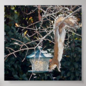 鳥の給餌器から食べ物を盗む空腹のリス ポスター (正面)