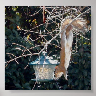 鳥の給餌器から食べ物を盗む空腹のリス ポスター