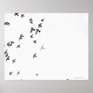 鳥の群れが飛んでいる空にいる ポスター