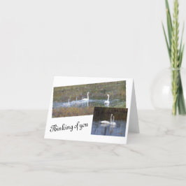 『鳥の羽の手紙空白の』 サンキューカード