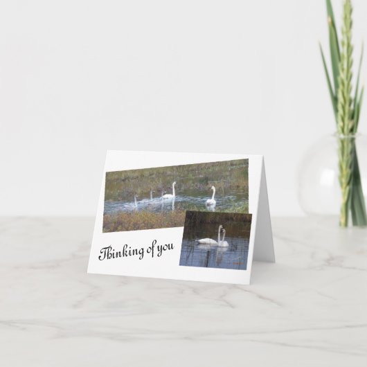 『鳥の羽の手紙空白の』 サンキューカード (正面)