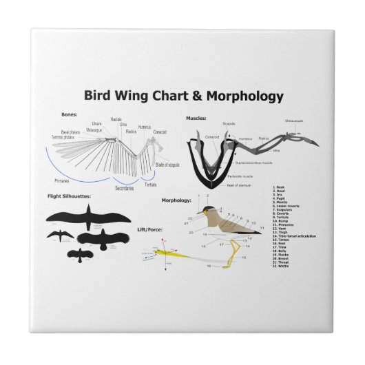鳥の翼の解剖学の図表 タイル (正面)