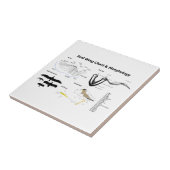 鳥の翼の解剖学の図表 タイル (側面)