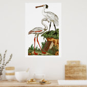 鳥の自然史1795プレート33 ポスター (キッチン)