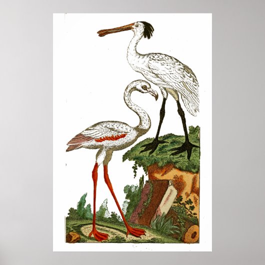 鳥の自然史1795プレート33 ポスター (正面)