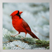 鳥の赤 ポスター (正面)