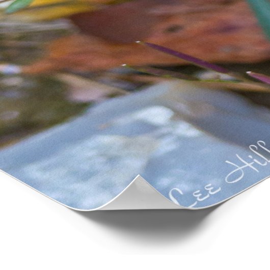 鳥の足スミレが岩のポスターを通って上昇 ポスター (角)