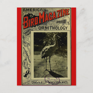『鳥の雑誌』 1903年7月3日号 ポストカード