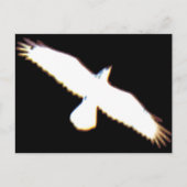 鳥の飛んでいるシルエット ポストカード (正面)