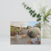 鳥の餌やりポストカード ポストカード (スタンド正面)