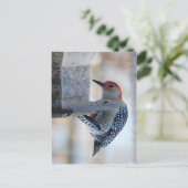 鳥の餌付き葉書の赤い腹付きのキツツキ ポストカード (スタンド正面)