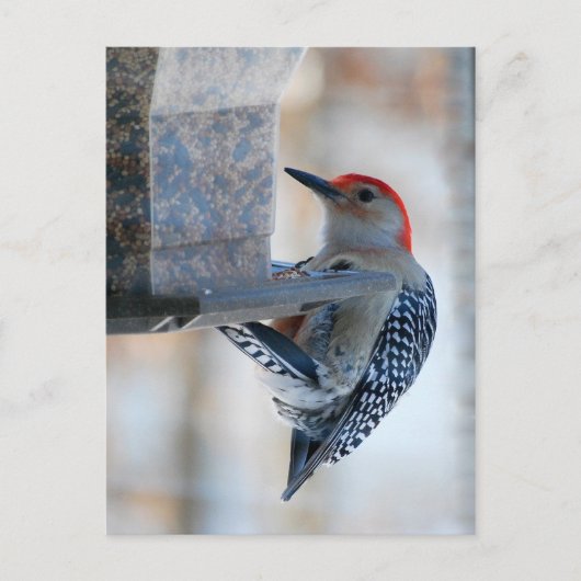 鳥の餌付き葉書の赤い腹付きのキツツキ ポストカード (正面)