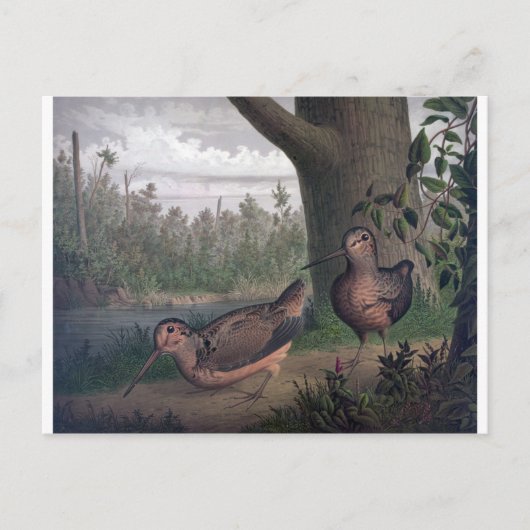 鳥の鳴き鳥の絵画鳴き ポストカード (正面)