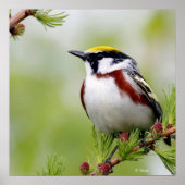 鳥の黄色 ポスター (正面)