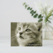 鳥はがきを見るムーザー ポストカード (スタンド正面)