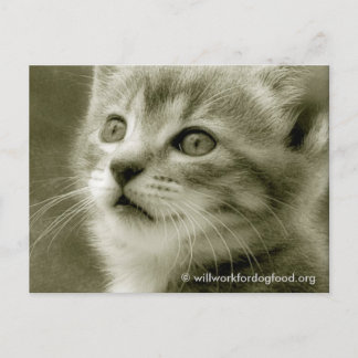 鳥はがきを見るムーザー ポストカード