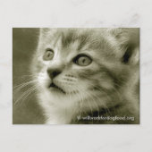 鳥はがきを見るムーザー ポストカード (正面)