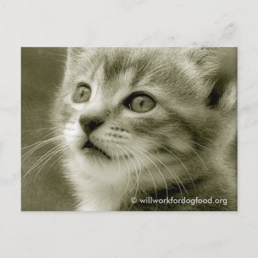 鳥はがきを見るムーザー ポストカード (正面)