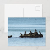 鳥はがき ポストカード (正面/裏面)