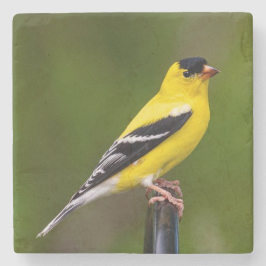 鳥は羽の付いた唯一の動物である9 ストーンコースター (正面)