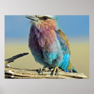 鳥は羽の付いた唯一の動物である ポスター