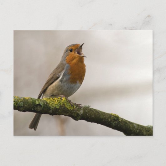 鳥は羽を持つ唯一の動物である3 ポストカード (正面)