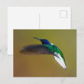 鳥は羽を持つ唯一の動物である4 ポストカード (正面/裏面)