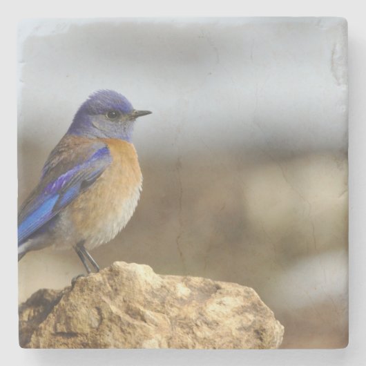 鳥は羽を持つ唯一の動物である ストーンコースター (正面)