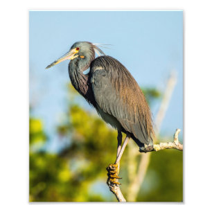 鳥は8 x 10コダックのプロ写真の紙を完成します フォトプリント