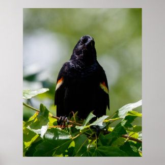 鳥を眺める ポスター