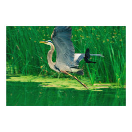 鳥を追いかける フォトプリント           