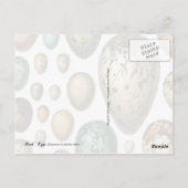 鳥カラフルの卵 ポストカード (裏面)