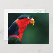 鳥カラフルはがき ポストカード (正面/裏面)