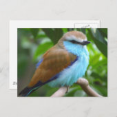 鳥カラフル葉書 ポストカード (正面/裏面)