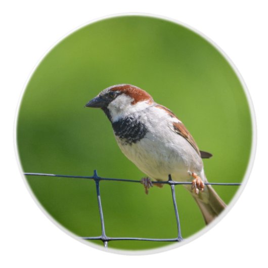 鳥セラミックノブ セラミックノブ (正面)