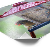 鳥フィーダでの雄深紅色と雌デバイス フォトプリント            (角)