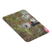 鳥フィーダーマグネット上の北フリッカー マグネット (右側)