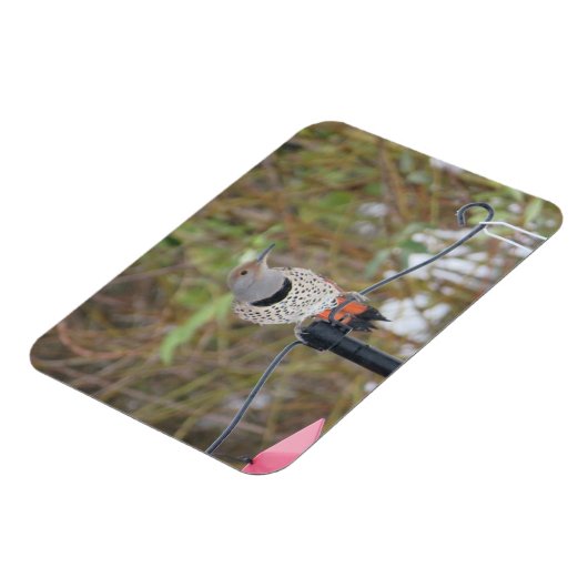 鳥フィーダーマグネット上の北フリッカー マグネット (左側)