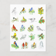 鳥ブルーバード（鳥）ショウジョウコウカンチョウ《鳥》アメリカゴガラ鳥類学