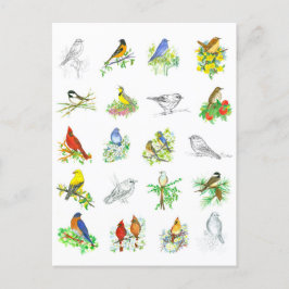 鳥ブルーバード（鳥）ショウジョウコウカンチョウ《鳥》アメリカゴガラ鳥類学 ポストカード