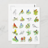 鳥ブルーバード(鳥)ショウジョウコウカンチョウ《鳥》アメリカゴガラ鳥類学 ポストカード (正面/裏面)