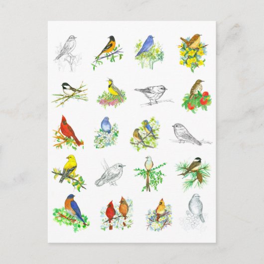 鳥ブルーバード(鳥)ショウジョウコウカンチョウ《鳥》アメリカゴガラ鳥類学 ポストカード (正面)