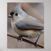 鳥ポスター ポスター (正面)