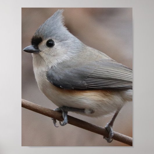 鳥ポスター ポスター (正面)