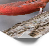 鳥ポスター ポスター (角)