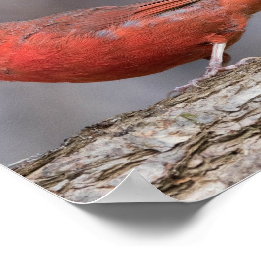 鳥ポスター ポスター (角)