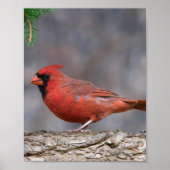 鳥ポスター ポスター (正面)