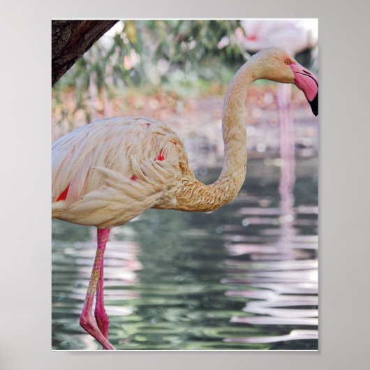 鳥ポスター ポスター (正面)