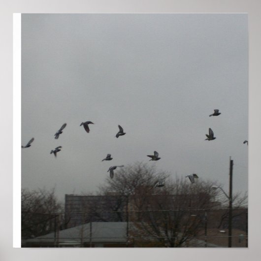 鳥ポス飛んでいるター ポスター (正面)