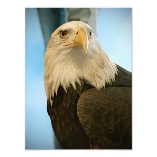 鳥写真 フォトプリント            (正面)